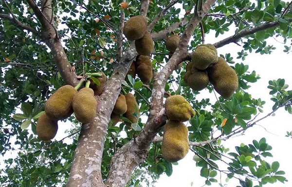 বামনায় কাঁঠাল পাড়তে গিয়ে গাছ থেকে পড়ে  শিক্ষার্থীর মৃত্যু