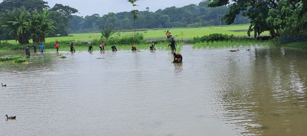 দুমকিতে রোপা আমনের বীজ সংকট, কৃষকরা বিপাকে!