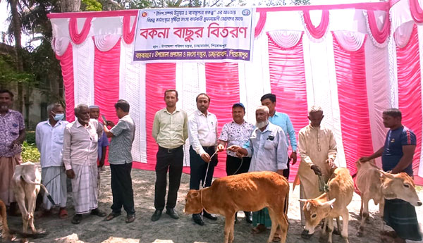 নেছারাবাদে জেলেদের মাঝে বকনা বাছুর বিতরণ