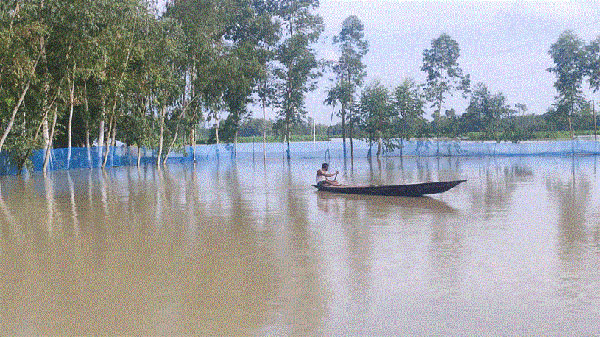 আমতলীতে মাছ চাষিদের ক্ষতি ৫৭কোটি টাকা!