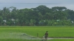 আমতলীতে আমনের বীজতলা তলিয়ে বিপাকে কৃষক