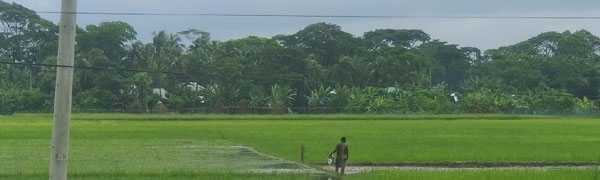 আমতলীতে আমনের বীজতলা তলিয়ে বিপাকে কৃষক