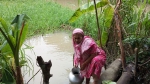 গলাচিপায় নলকূপ নেই খালের পানিই তাদের ভরসা!