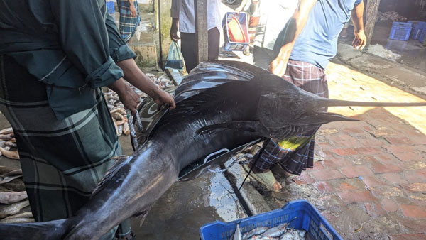 কুয়াকাটায় ৪৬কেজির পাখি মাছ ৯হাজার টাকায় বিক্রি