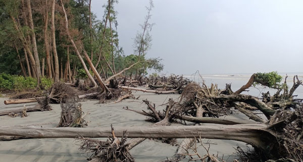 কুয়াকাটায় ভেসে যাচ্ছে কোটি টাকার সরকারি গাছ, বনকর্তৃপক্ষ নির্বিকার!