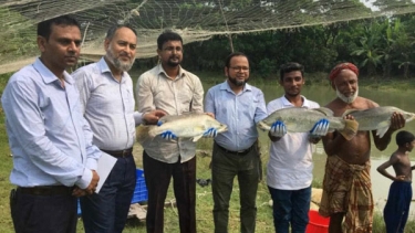 পবিপ্রবি‘র মৎস্য বিজ্ঞানীদের ‘কোরাল‘ গবেষনায় ব্যপক সফলতা!