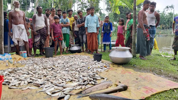 গৌরনদীতে বিষ প্রয়োগে লক্ষাধিক টাকার মাছ নিধন