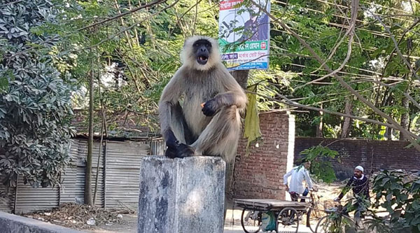 ফুলবাড়ীর বাসাবাড়ীতে মুখপোড়া হনুমানের উপদ্রব!