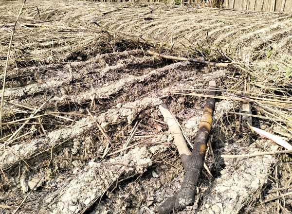 গৌরনদীতে দু‘শতাধিক পান বরজ পুড়িয়ে দেয়ার অভিযোগ