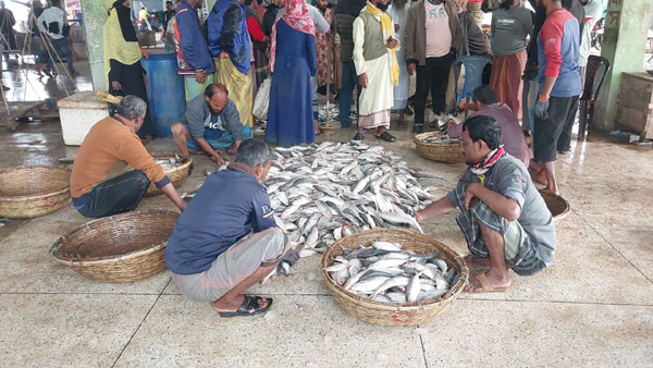 এক সাবারেই ১৯৫মণ ইলিশ‌‌ বিক্রি ৪০লাখ টাকায়!