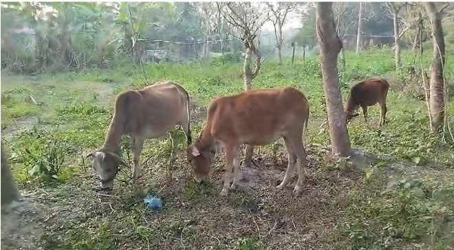 দুমকিতে মসজিদের ইমামের ৪টা গরু লুঠ!