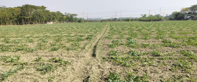 আমতলীতে ৯শ‘ হেক্টর জমিতে আগাম তরমুজ চাষ!