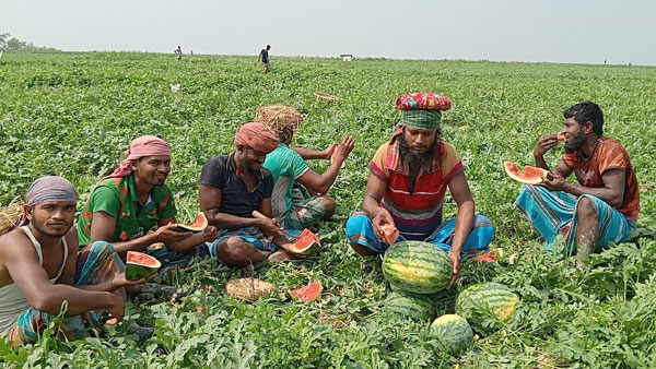 চরফ্যাশনে তরমুজ চাষে ৩গুণ লাভ