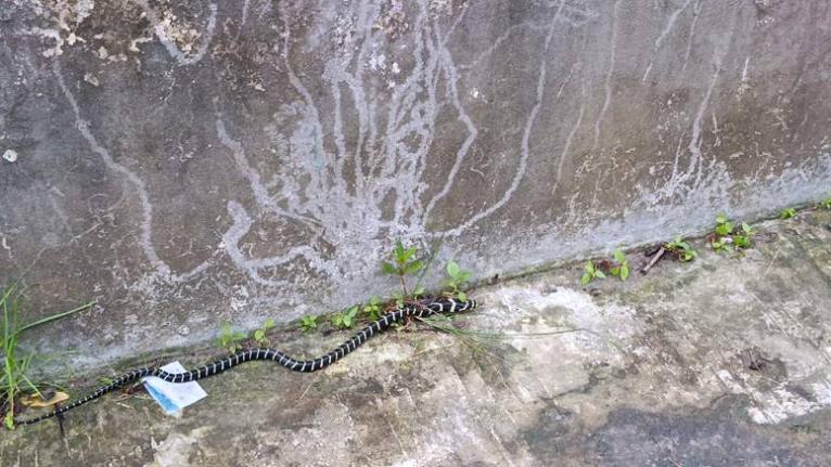 করমজলে ৯ ফুট লম্বা কিং কোবরা উদ্ধার, বনের গহীনে অবমুক্ত
