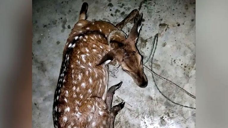 মনপুরায় লোকালয় থেকে ২৫ কেজির চিত্রা হরিণ উদ্ধার