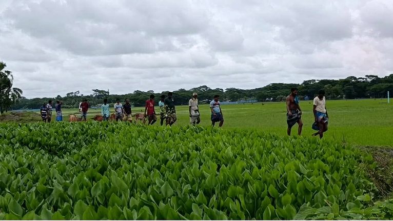 তালতলীতে দখল-দূষণে অস্তিত্ব সংকটে আমখোলা খাল, বিপাকে হাজারো কৃষক