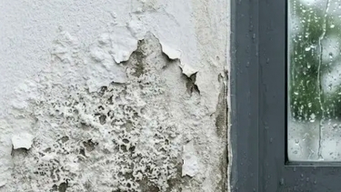 বর্ষায় দেয়ালে নোনা ধরলে যা করবেন