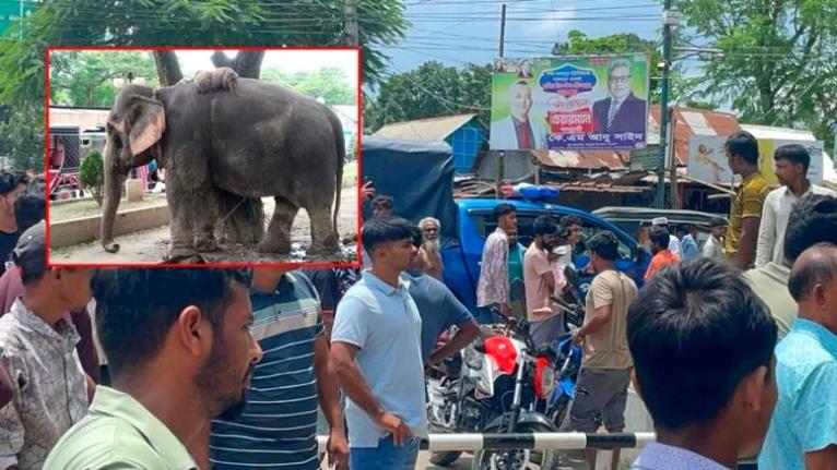 সড়কে হাতি নিয়ে চাঁদাবাজি, হুড়োহুড়িতে গাড়িচাপায় প্রাণ গেল ১০ মাসের শিশুর