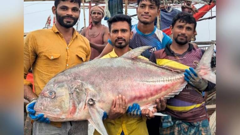 বঙ্গোপসাগরে জেলের জালে ৫৪ কেজির তবল মাছ, নিলামে বিক্রি ৩৬ হাজার টাকায়