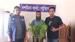 গাঁজার গাছসহ দশমিনায় যুবক গ্রেপ্তার
