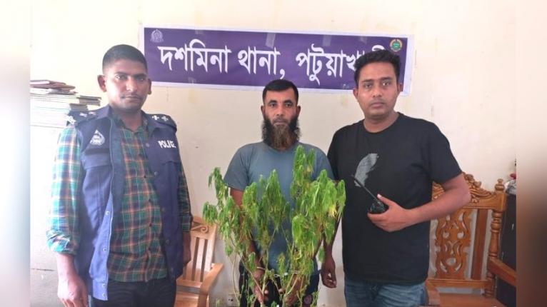 গাঁজার গাছসহ দশমিনায় যুবক গ্রেপ্তার