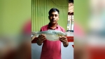 মনপুরার মেঘনায় জেলের জালে দুই কেজির রাজা ইলিশ, বিক্রি ৯ হাজার টাকায়