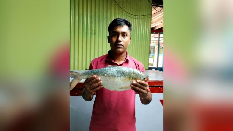 মনপুরায় জেলের জালে ধরা পড়েছে দুই কেজি ওজনের রাজা ইলিশ।