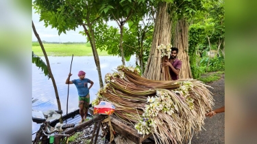 বিলের শাপলা যেন কৃষকের বর্ষাকালীন ব্যাংক