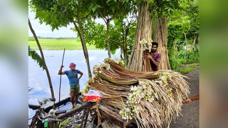 বিলের শাপলা যেন কৃষকের বর্ষাকালীন ব্যাংক