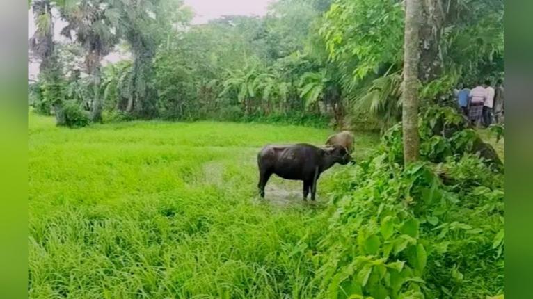 গলাচিপায় ৬টি সন্দেহভাজন চোরাই মহিষ আটক, মিলছে না মালিকের সন্ধান