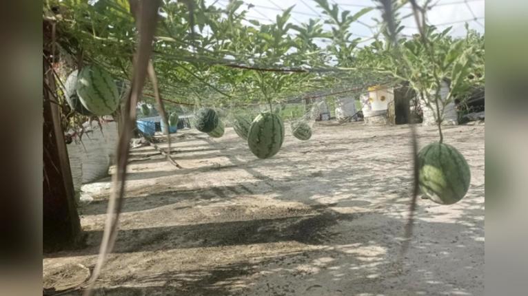 মহিপুরে ছাদে ব্যাক বেবি তরমুজ চাষে সফল সেলিম