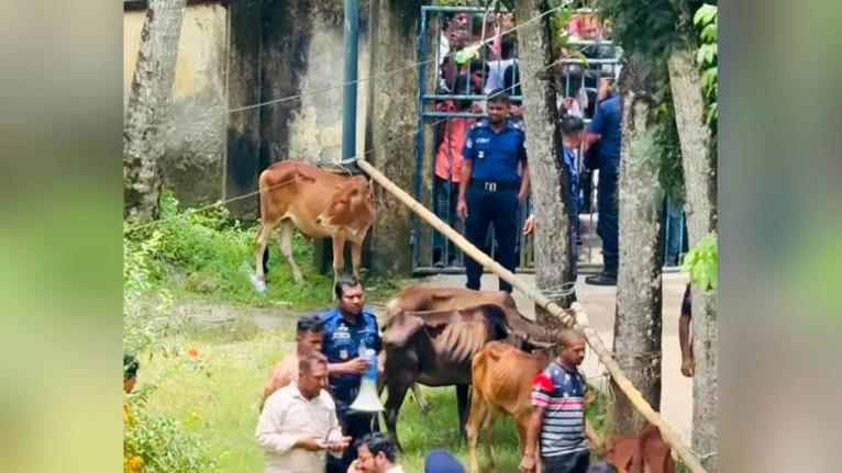 মেহেন্দিগঞ্জে নিলামে ২৮ গরু বিক্রি, উঠল ১৬ লাখ ৪৫ হাজার টাকা