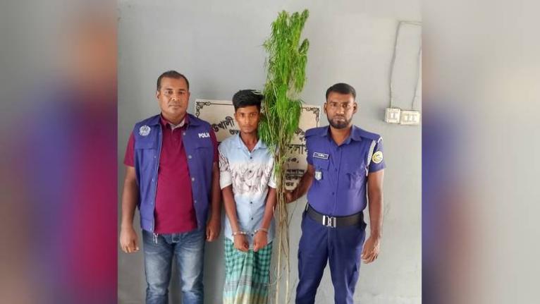 কাউখালীতে দুটি গাঁজার গাছসহ মাদককারবারি গ্রেপ্তার