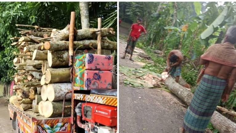 বাউফলে স্বেচ্ছাসেবক দল নেতার বিরুদ্ধে সরকারি গাছ কাটার অভিযোগ