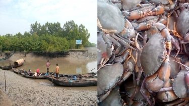 সুন্দরবনে অবৈধভাবে কাঁকড়া শিকার, দুই জেলে কারাগারে
