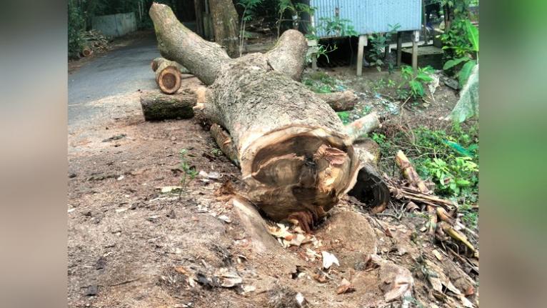আগৈলঝাড়ায় ইউএনওর নির্দেশ অমান্য করে ১৩ দিন পর সড়কের গাছ কাটার অভিযোগ