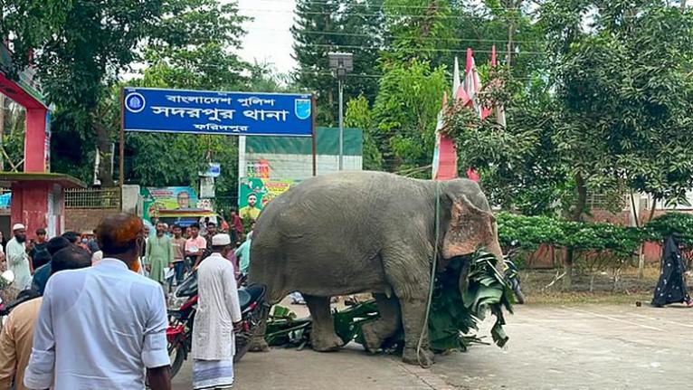চাঁদা তোলার ঘটনায় জব্দ হাতি মালিককে ফিরিয়ে দেওয়ার নির্দেশ আদালতের