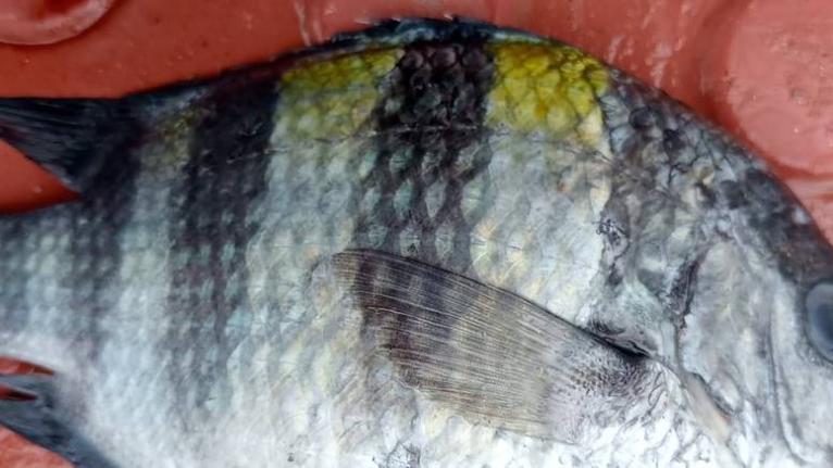 ‘সার্জেন্ট মেজর’ মাছ ধরা পড়ল কুয়াকাটা উপকূলে, দেখতে ভিড়