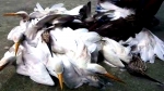 প্রাণীর প্রতিও দয়া- ইসলামের শিক্ষা