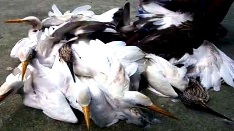 এভাবে পাখি নিধন কাম্য নয়, ছবি: সংগৃহীত