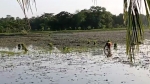 চরফ্যাশনে আদালতের নিষেধাজ্ঞার জমিতে জোরপূর্বক ধানের চারা রোপণের অভিযোগ