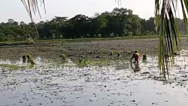 চরফ্যাশনে আদালতের নিষেধাজ্ঞার জমিতে জোরপূর্বক ধানের চারা রোপণের অভিযোগ