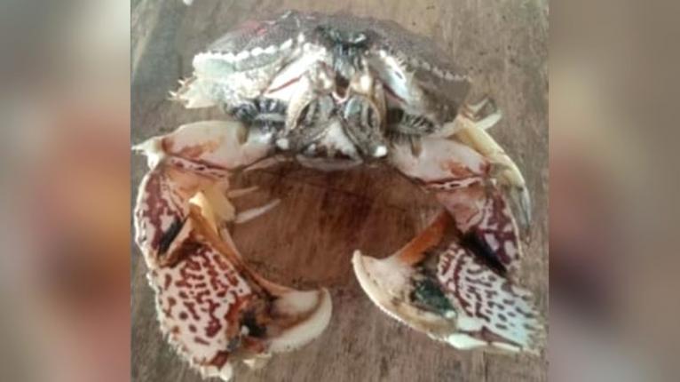 কুয়াকাটায় জেলেদের জালে বিরল ‘লজ্জাবতী কাঁকড়া’