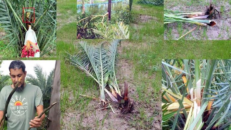 কলাপাড়ায় সৌদি খেজুরের বাগানে তাণ্ডব, উদ্যোক্তার ১৫ লাখ টাকার ক্ষতির অভিযোগ