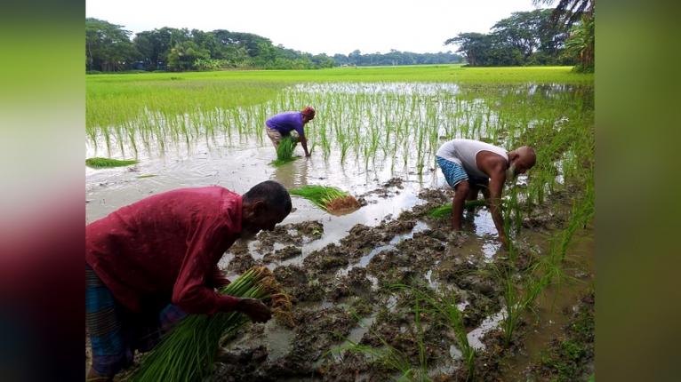 দুমকিতে রোপা আমনের চারা রোপণে ব্যস্ত কৃষক