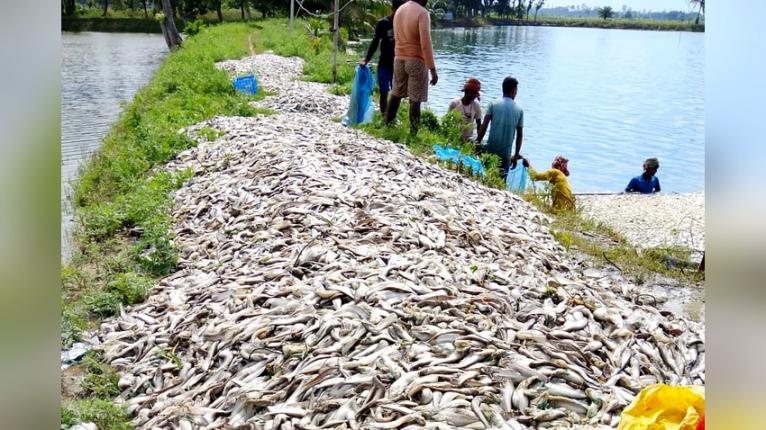 অক্সিজেন সংকটে সোনামুখী বিলে কোটি টাকার মাছ ভেসে উঠেছে