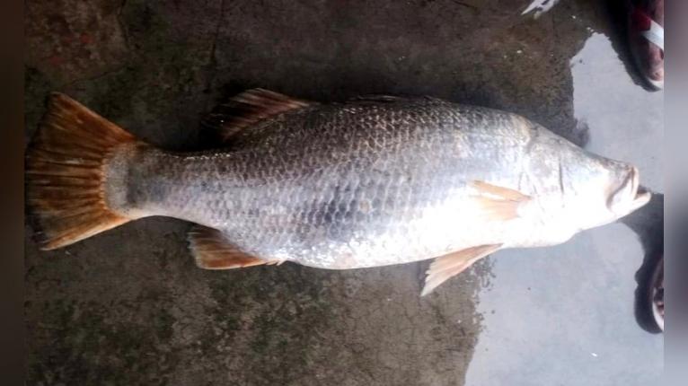 মনপুরার মেঘনা নদীতে জেলের জালে ধরা পড়া ১৪ কেজি ওজনের কোরাল মাছ। বরফ সংকটের কারণে মাছটিতে পচন ধরলেও পরে নিলামে বিক্রি করা হয়।