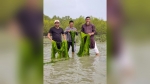 <small>পবিপ্রবি’র উদ্যোগ </small> অবহেলিত সামুদ্রিক শৈবাল এবার হতে পারে অর্থনীতির হাতিয়ার