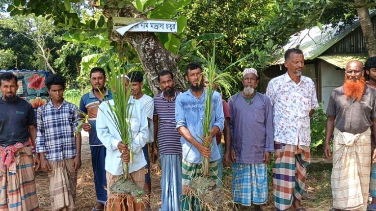 আমতলীতে ধানের বীজে প্রতারণার অভিযোগ, ফলন না আসায় বিপাকে কৃষক
