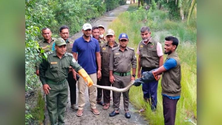 সুন্দরবনের ১০ ফুট লম্বা অজগর লোকালয়ে, উদ্ধারের পর বনে অবমুক্ত